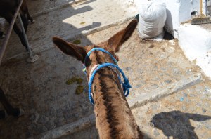 The view from a donkey's back.